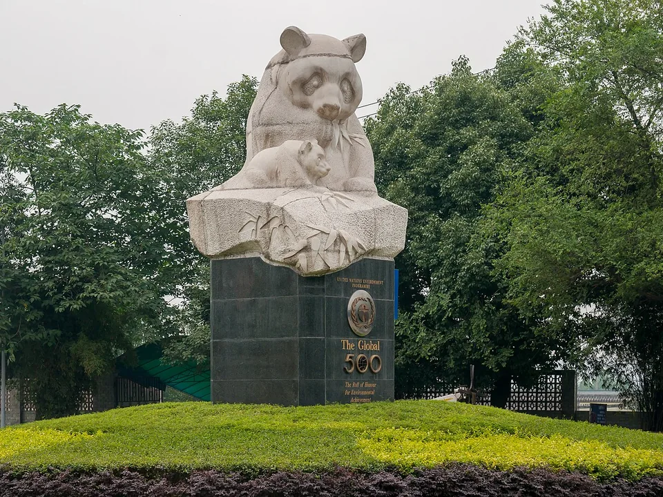 Giant panda · Chengdu Research Base